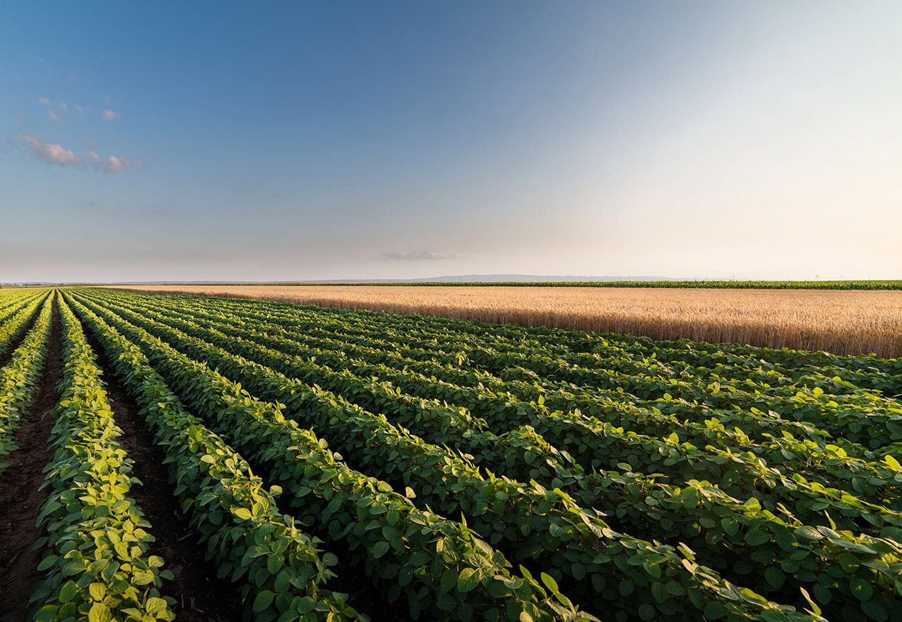 Foto de cultivo sostenible para la agrofisiología