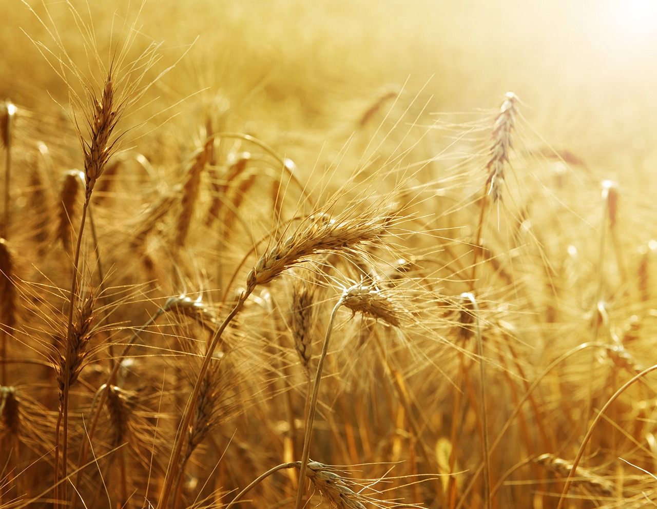 Un cultivo de cereales de calidad debido a los servicios utilizados