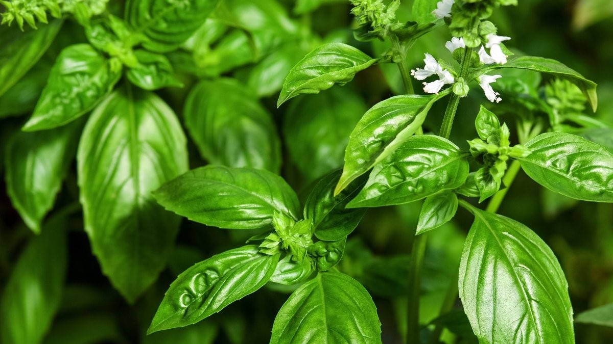 Imagen de albahaca fresca que representa la fisiología vegetal: transformación de la luz en energía mediante la fotosíntesis, adaptación al entorno, modificación genética y comunicación química en plantas.