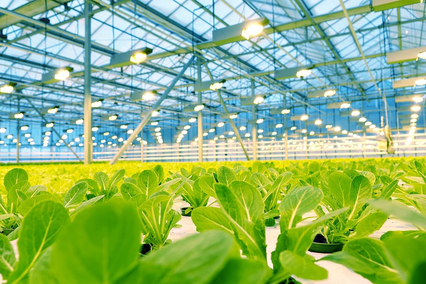 Agrofisiologia_ES-Usos-Plantas-Fabricas-Futuro-Fisiologia-Vegetal-Sostenibilidad-Aplicaciones-Industria Representación de los usos de las plantas en distintos sectores como la alimentación, la medicina, la construcción y la generación de energía. Su fisiología vegetal permite optimizar estos procesos, transformándolas en recursos clave para la sostenibilidad y la industria. Además, se explora el concepto de las plantas como fábricas del futuro, aprovechando su capacidad para revolucionar múltiples sectores.