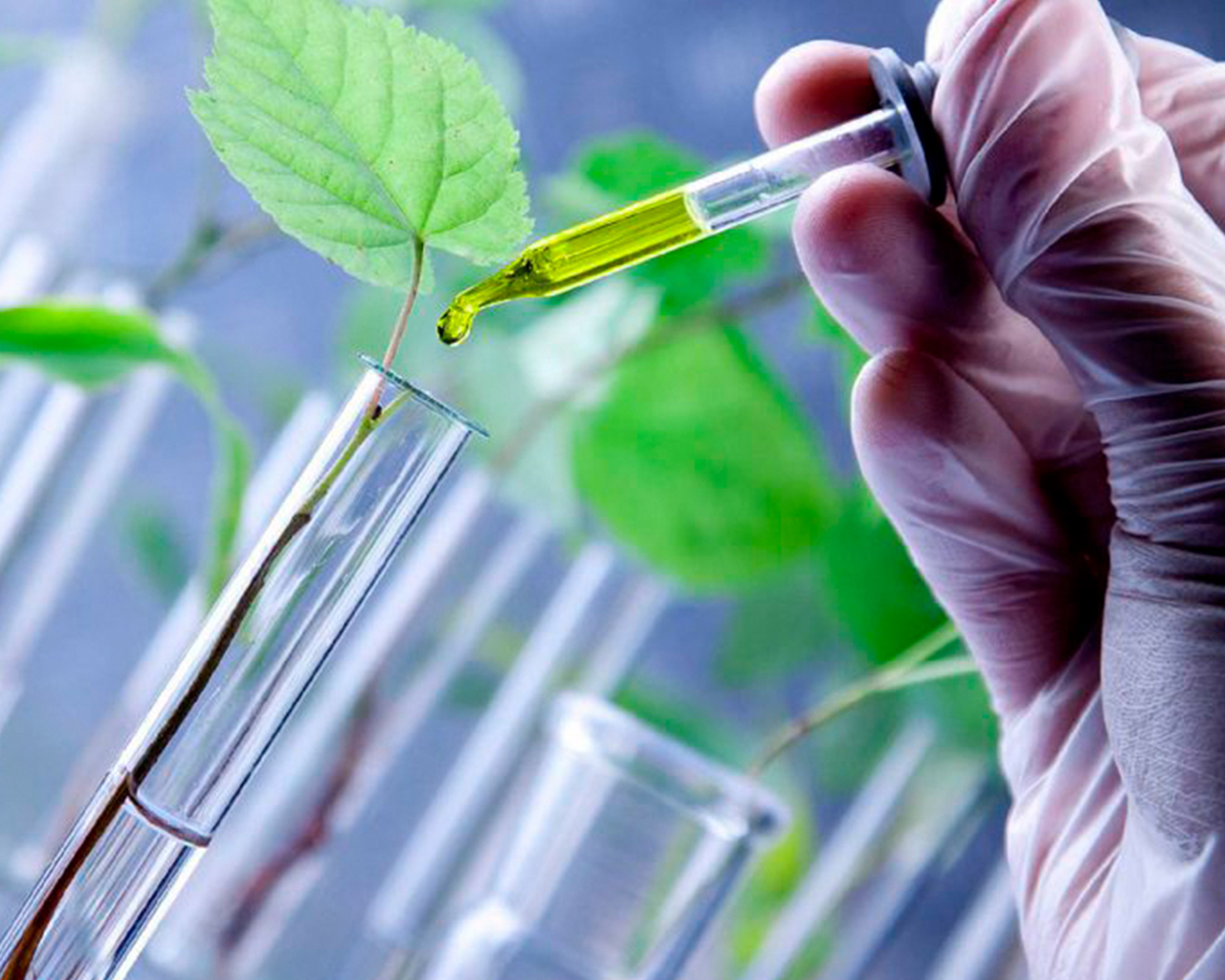 Agrofisiologia_ES-descubrimientos-mejoras-plantas-ciencia-vegetal Imagen de un científico aplicando suero a una planta mediante una pipeta, demostrando técnicas de modificación genética y potenciación del crecimiento en fisiología vegetal.