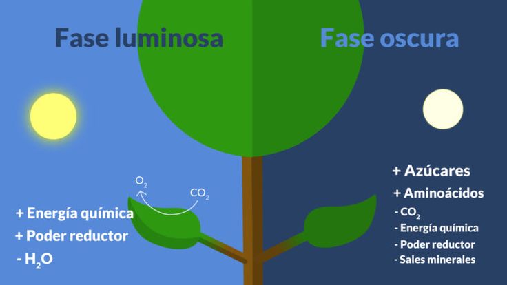Agrofisiologia_ES-Fase-luminosa-oscura-fotosintesis-efectos-plantas-ciclo-nutricion Diagrama de las fases de la fotosíntesis en plantas: fase luminosa y fase oscura con intercambio de energía y sustancias