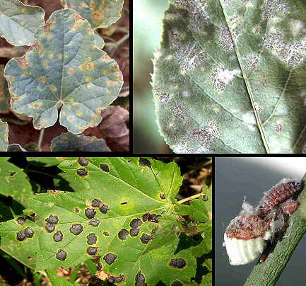 Agrofisiologia_ES-Nutricion_Vegetal_Defensa_Plagas_Enfermedades Hojas con síntomas de plagas y enfermedades que afectan la nutrición vegetal y la resistencia fisiológica de las plantas.