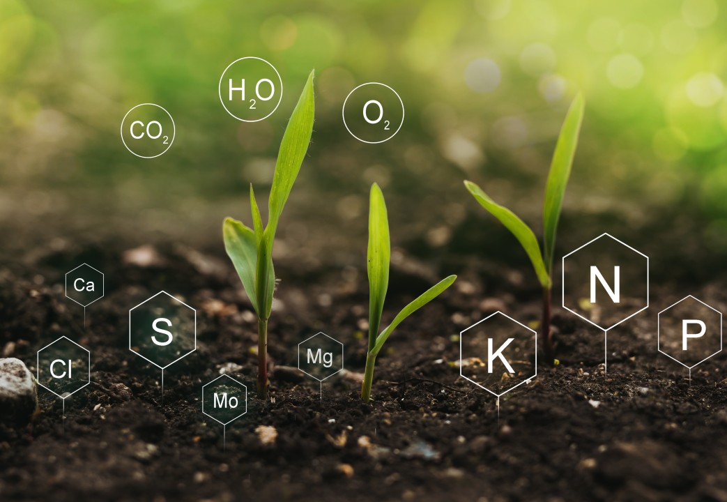 Agrofisiologia_ES-nutricion-mineral-produccion-vegetal-plantas-genetica-disponibilidad Plántulas emergiendo del suelo con símbolos de elementos químicos esenciales para la nutrición mineral de las plantas, representando la nutrición vegetal en la fisiología vegetal.